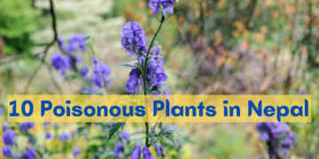 10 Poisonous Plants in Nepal 
